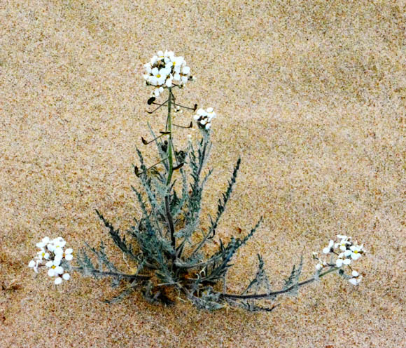  Dimorphocarpa pinnatifida